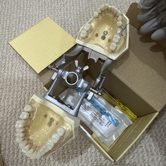 Kilgore typodont P15DP-TR.56C.1(GSD) Nissin Dental Model Dental