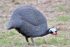 12+ Pearl Guinea Fowl Hatching Eggs