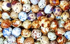 30 Showline Jumbo Coturnix Quail Hatching Eggs – Rare Colors & Premium Genetics