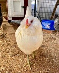12 Rainbow chicken hatching eggs| Healthy Flock