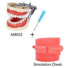 Kilgore Nissin 200/500 Dental Typodont Model With Removable Teeth Mounting Pole