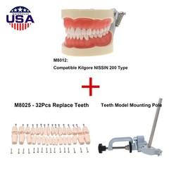 Dental 200 Type Typodont Model With Removable Teeth fit Kilgore NISSIN M8012