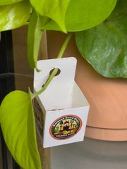 NaturesGoodGuys 25,000 Amblyseius Cucumeris Predatory Spider Mite Control