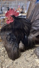 6 + 3 SQ Fresh Serama Hatching Eggs Splash Blue Black Chocolate Mottled! NPIP