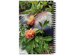 Blank Journal 5.5 × 8.5 Inches, Garden Angel – Peonies, Spiral Bound, 140 Pages