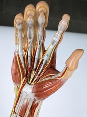 Vtg Anatomical Somso Muscle Arm Model with Shoulder Girdle (B)