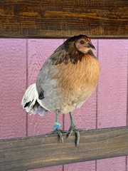 8 + Mug, Pumpkin, Blue, Black, RQ cross chicken hatching eggs