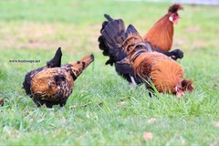 6+ Gold Appenzeller Chicken Hatching Eggs
