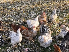 Bantam Cochin SMOOTH & FRIZZLE included 6 of each NPIP (12+ total) MIXED ORDER