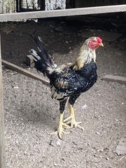 7 FRESH Indio Gigante Hatching Eggs shipped either USPS or 2 Day FedEx
