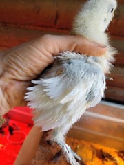 6 Pure Fancy & Rare Cross Chicken Hatching Eggs