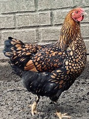 12 BYM Chicken Hatching Eggs Ameraucana Orpington Wyandotte Maran Cochin Brahma