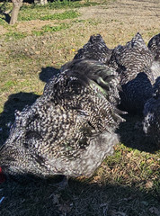 8+ English Black Cucko Orpington Hatching Eggs