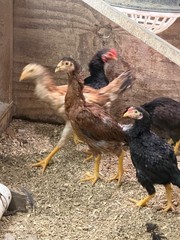 7 FRESH Indio Gigante Hatching Eggs shipped either USPS or 2 Day FedEx