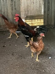 7 FRESH Indio Gigante Hatching Eggs shipped either USPS or 2 Day FedEx
