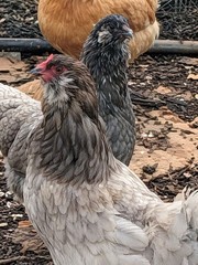 12 Fibro Easter Eggers