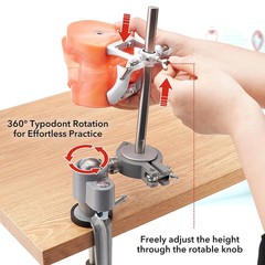 Dental Typodont Mounting Pole & 32 Removable Teeth Model Set – 360° Rotating USA