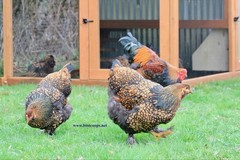 12+ Gold Laced Brahma Fertile Chicken Hatching Eggs Gentle Large Breed