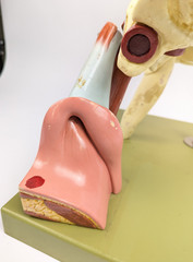 Vtg Somso DS5 Ear Anatomical Model