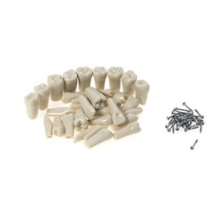 32pcs Columbia Dentoform Dental Typodont Model Removable Teeth Soft Gingiva Pole
