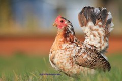 18+ Fertile Show Quality Serama Chicken Hatching Eggs