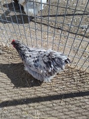 6+ Blue Splash English Orpington show quality hatching eggs