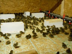 67+ KINGsBROWN XL. JUMBO brown coturnix quail hatching eggs,
