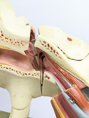 Vtg Somso DS5 Ear Anatomical Model
