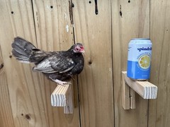Kikiriki Chicken Hatching Eggs 12+ Micro Puerto Rican Hen Rooster Mini Dozen