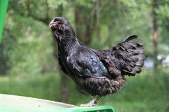 10 PUREBRED: 2 Ayam Cemani, 2 Silver/gold Laced &6 more breed eggs.