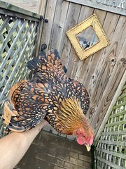 12 BYM Chicken Hatching Eggs Ameraucana Orpington Wyandotte Maran Cochin Brahma