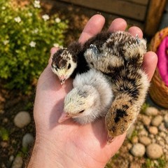 6 Heritage Breed Turkey Hatching Eggs. Please See Item Description For Breeds
