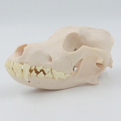 Simulation Dog Skull Teeth Pet Hospital Animal Husbandry Medical Teaching Model