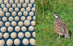 100+ Northern Bobwhite Quail Fertile Hatching Eggs! NPIP Cert – FREE SHIPPING