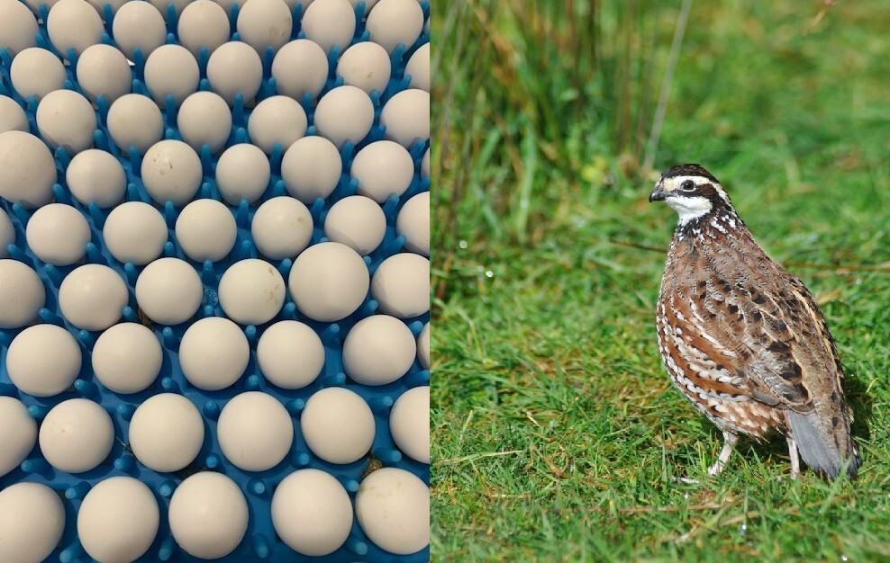 50+ Northern Bobwhite Quail Fertile Hatching Eggs! NPIP Cert – FREE SHIPPING