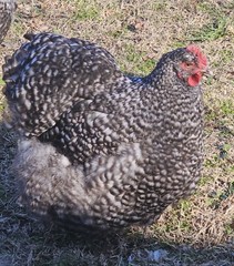 8+ English Black Cucko Orpington Hatching Eggs