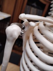Medical Skeleton Model 33″ tall. Used in Good Condition.