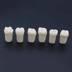 US Kilgore Nissin 200 Type Dental Typodont Model 32pcs Removable Teeth
