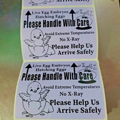 200 Large 4″ x 3″ Handle with care Hatching Eggs Mailing Shipping Label sticker