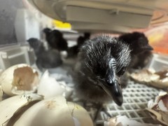 12+ Ayam Cemani Fertile Hatching Eggs Pure Breed All Black Chicken