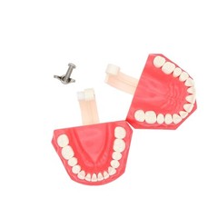 Dental Teeth Model Brushing Flossing Practice Studying Teaching Model M7010-1