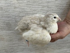 45++ Fertile Jumbo Multi Color Coturnix Quail Hatching Eggs