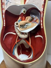 Denoyer-Geppert Body Torso Anatomical Model See Description