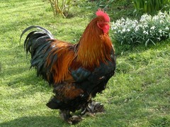 6+ Rare Breed Chicken Fertile Hatching Eggs Silkies, Cochins, Ayem Cemani!