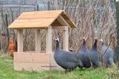 10+ Pearl Guinea Fowl Hatching Eggs