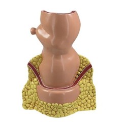 Rectum Anatomical Model GPI LFA #3350 SEE VIDEO