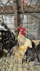 6 + 3 SQ Fresh Serama Hatching Eggs Splash Blue Black Chocolate Mottled! NPIP