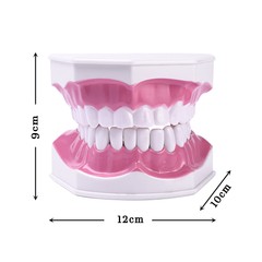 Dental Typodont Teeth Model with Braces Orthodontic Teaching Patient Demo Study