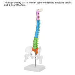 Life Size Flexible Human Spine Model For School Teaching FIS