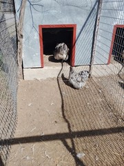 6+ Blue Splash English Orpington show quality hatching eggs